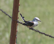 Scissor tailed Flycatcher 0678